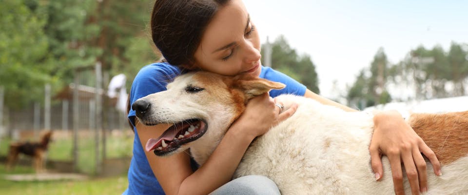 How To Crate Train A Rescue Dog? Expert Tips for Success