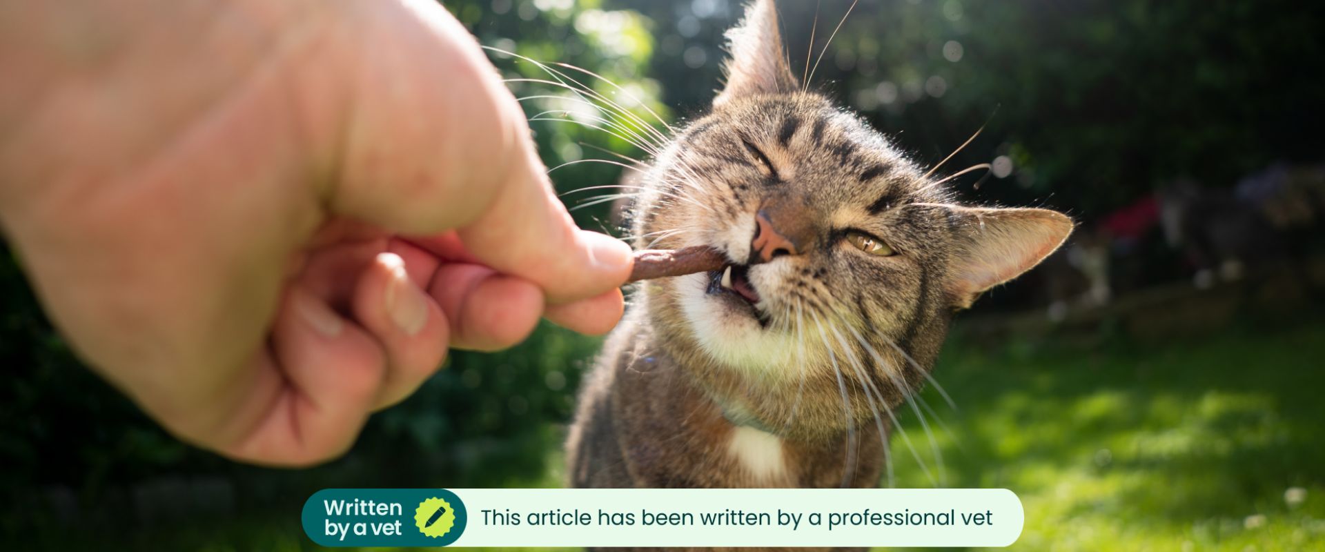 Cat eating a frozen treat