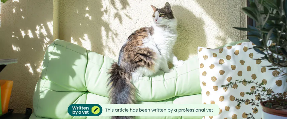 Why Do Cats Trill: Surprising Reasons Behind This Cute Sound