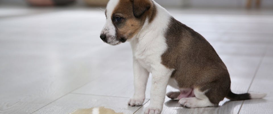 Average Cost of Dog Training: A Complete Breakdown