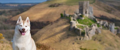 Husky at Corfe Castle - a dog-friendly attraction in the UK