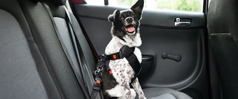 Dog safely secured in a car with a harness