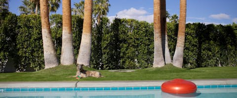 Dog relaxing next to a dog-friendly pool