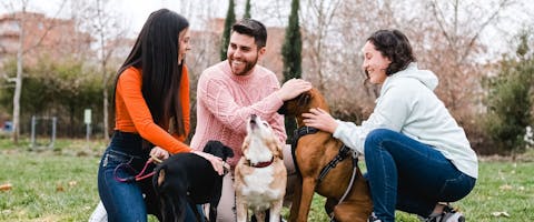 Three dog owners with their dogs in a dog park