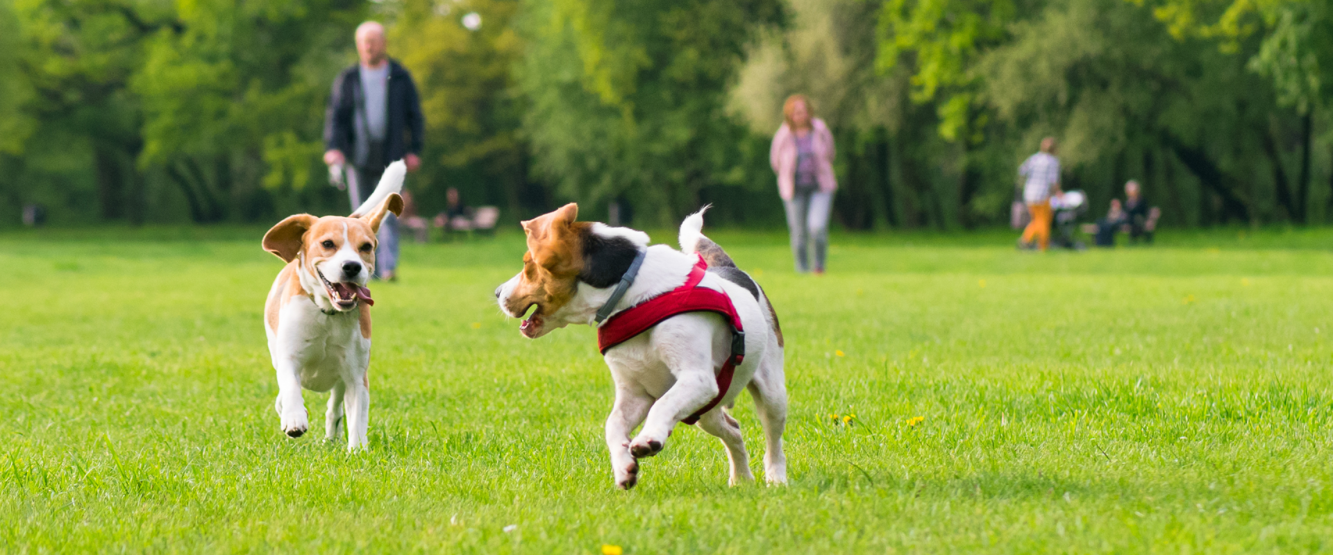 DogFriendly Oceanside, CA Beaches, Parks & Where To Eat