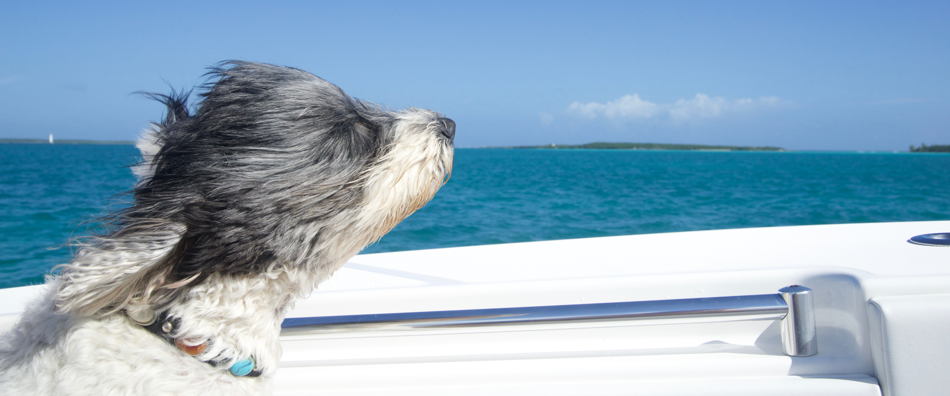 DogFriendly Oceanside, CA Beaches, Parks & Where To Eat