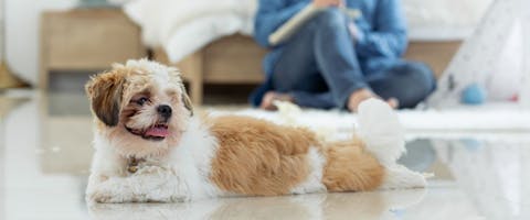 Portrait of little dog laying in cozy, comfortable living room at home.