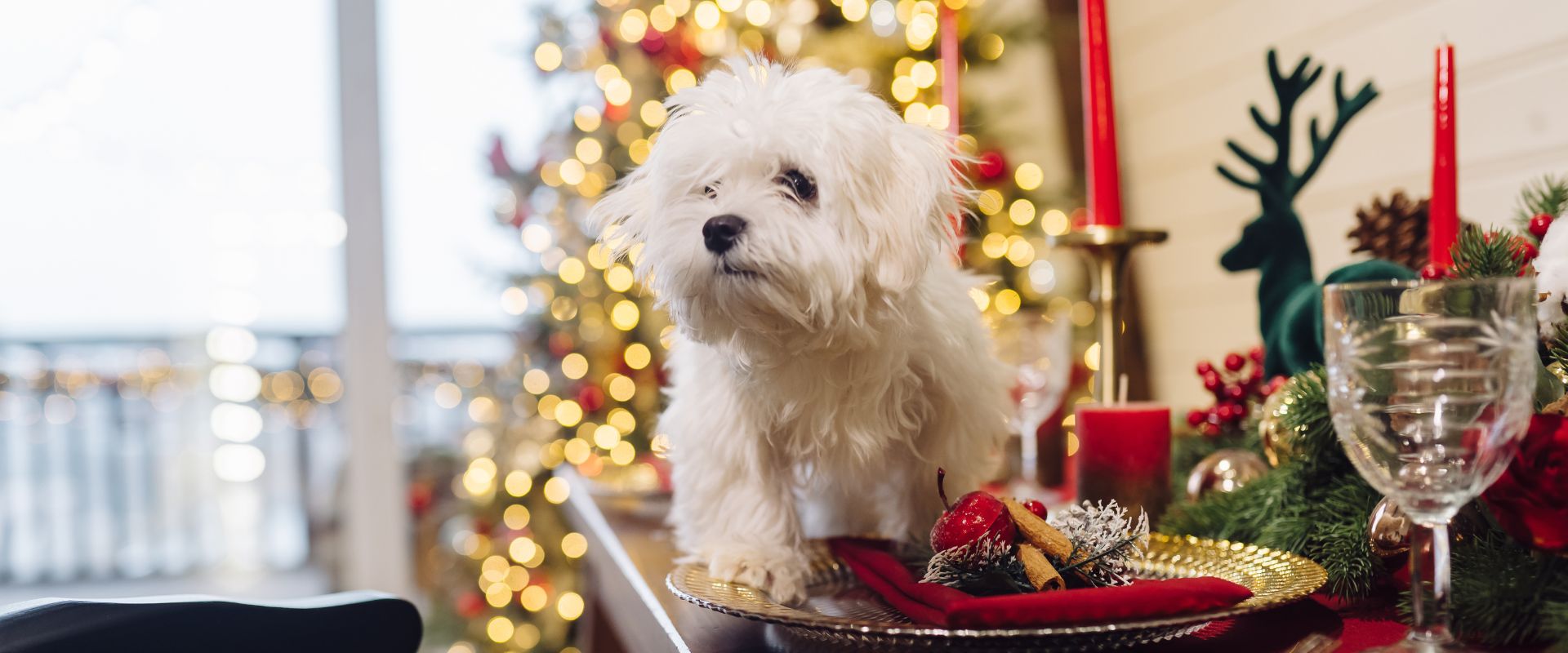 Small white dog on a Christmas dinner table