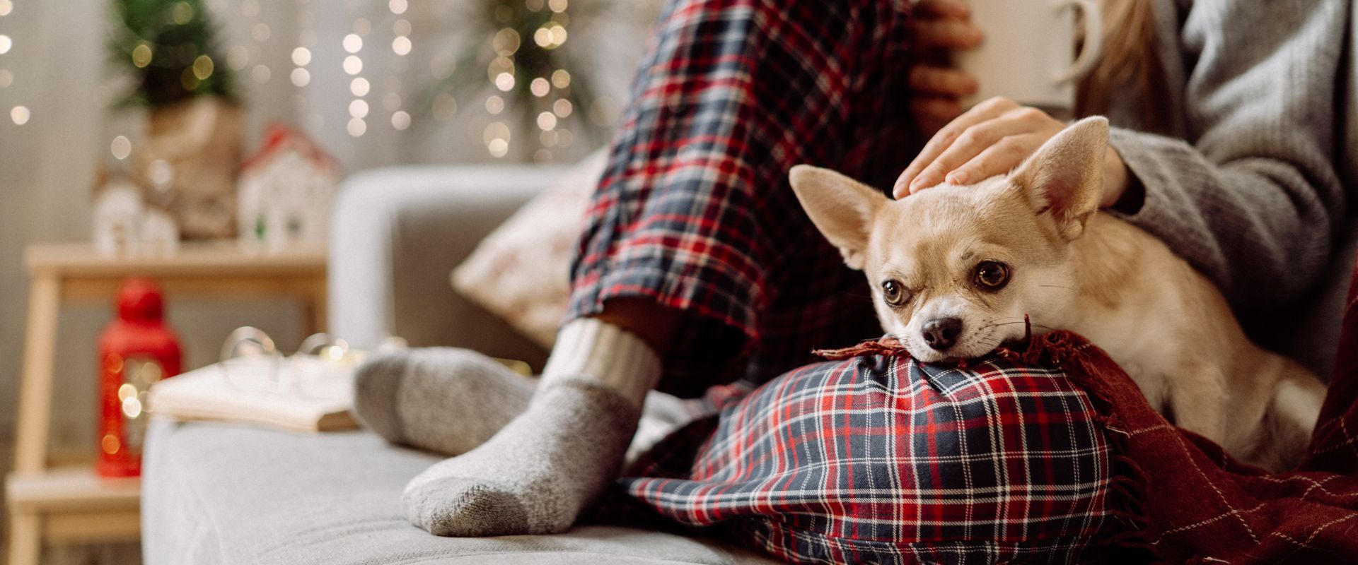 Chihuahua dog on couch with pet parent at Christmas