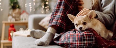 Chihuahua dog on couch with pet parent at Christmas