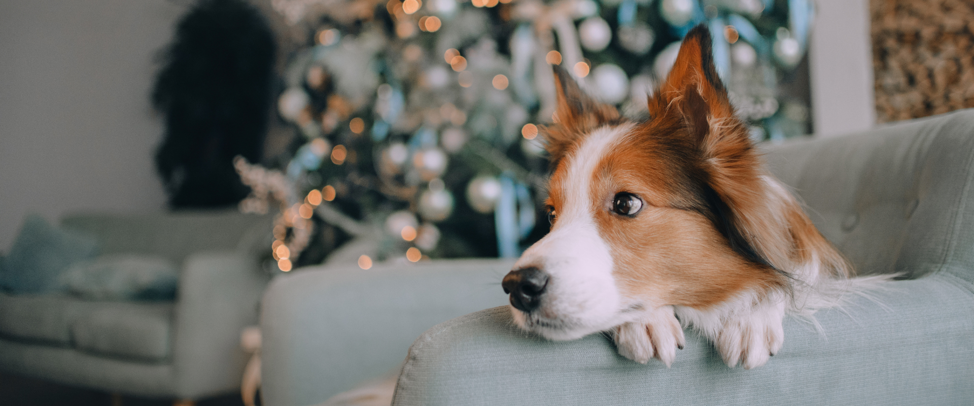Border Collie on the couch at Christmas