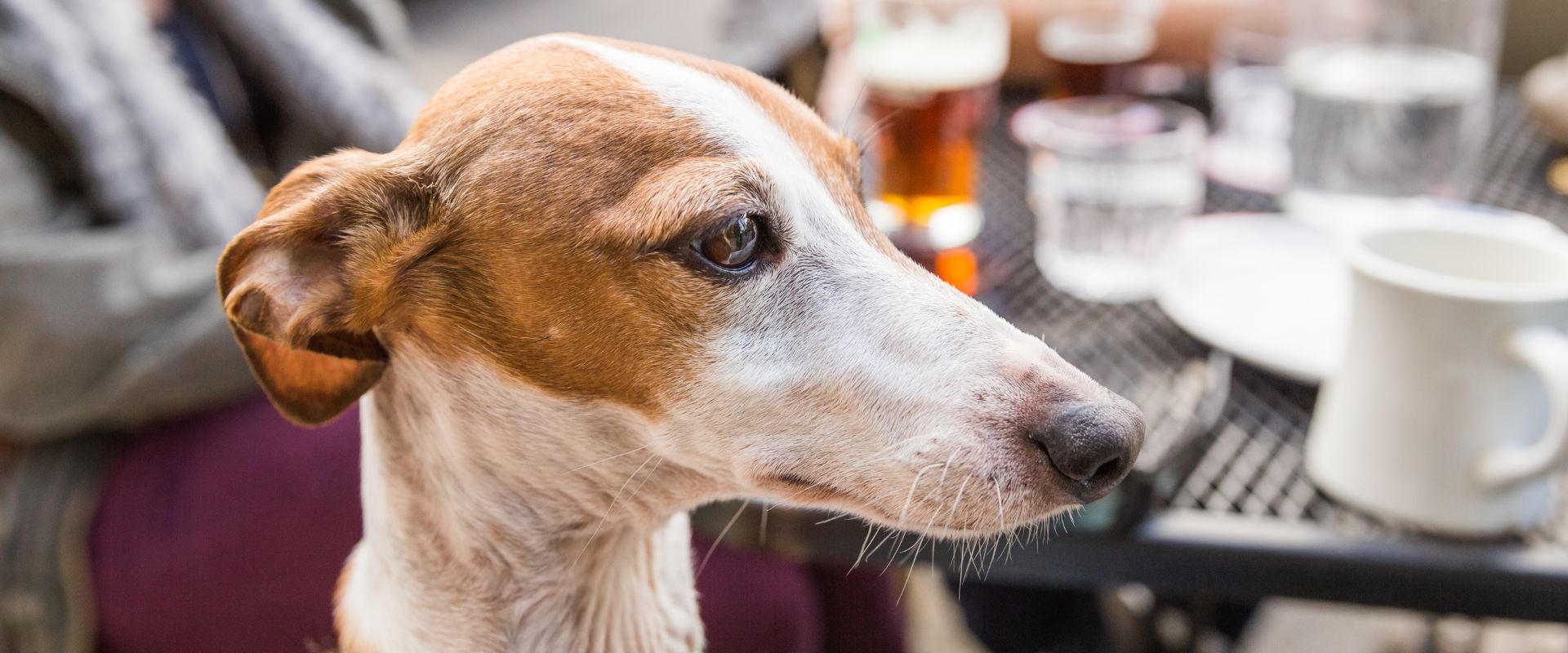 Dog-Friendly Banff: Restaurants, Trails & Activities ...
