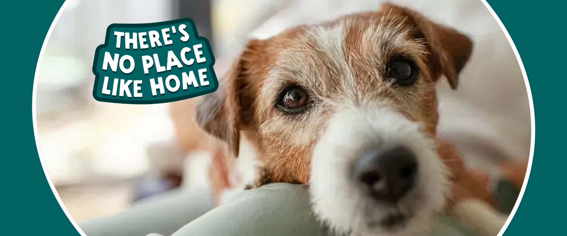 A Jack Russell dog looking directly into the camera