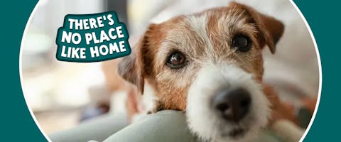 A Jack Russell dog looking directly into the camera