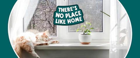 A ginger and white cat sleeping on a windowsill