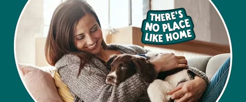Person cuddling a brown and white Spaniel dog on the couch