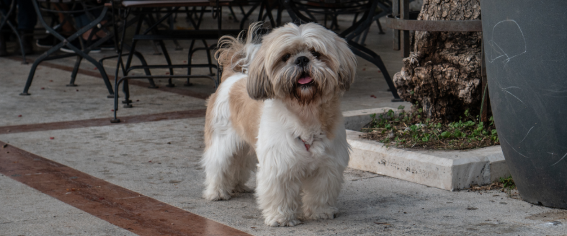 Dining With Canines Dog Friendly Restaurants, San Diego