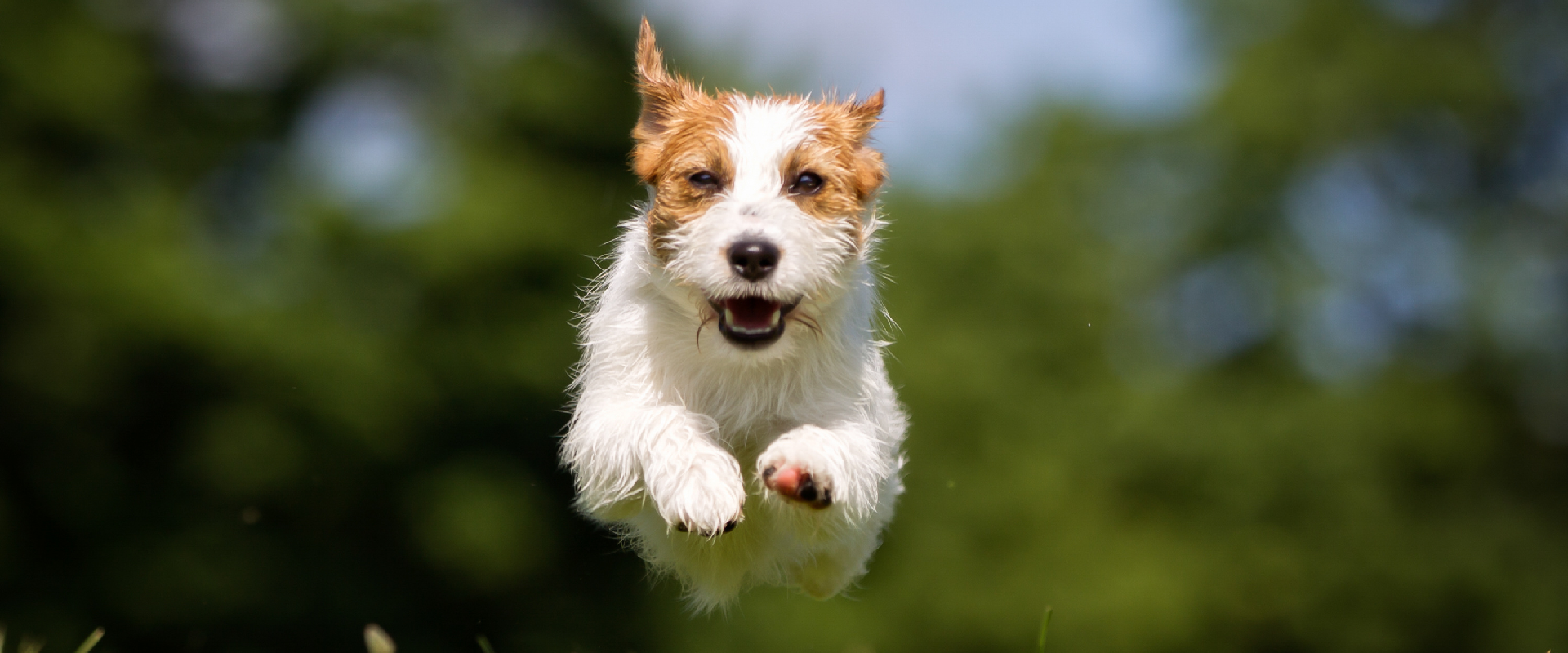 A JackRussel runs towards the camera.