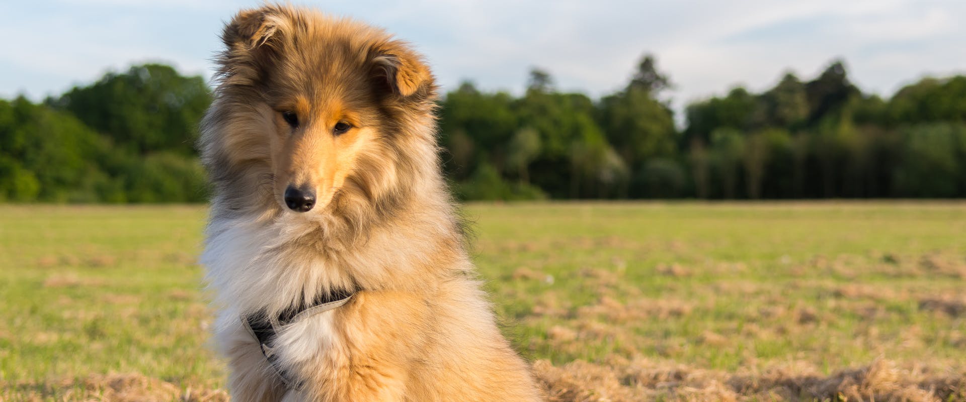 a rough collie puppy sitting in a grassy field