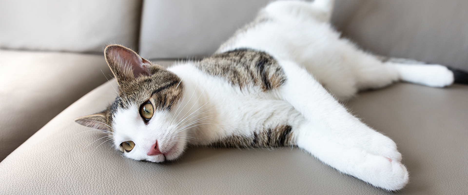 Is My Cat Bored? 5 Signs of Boredom in Cats