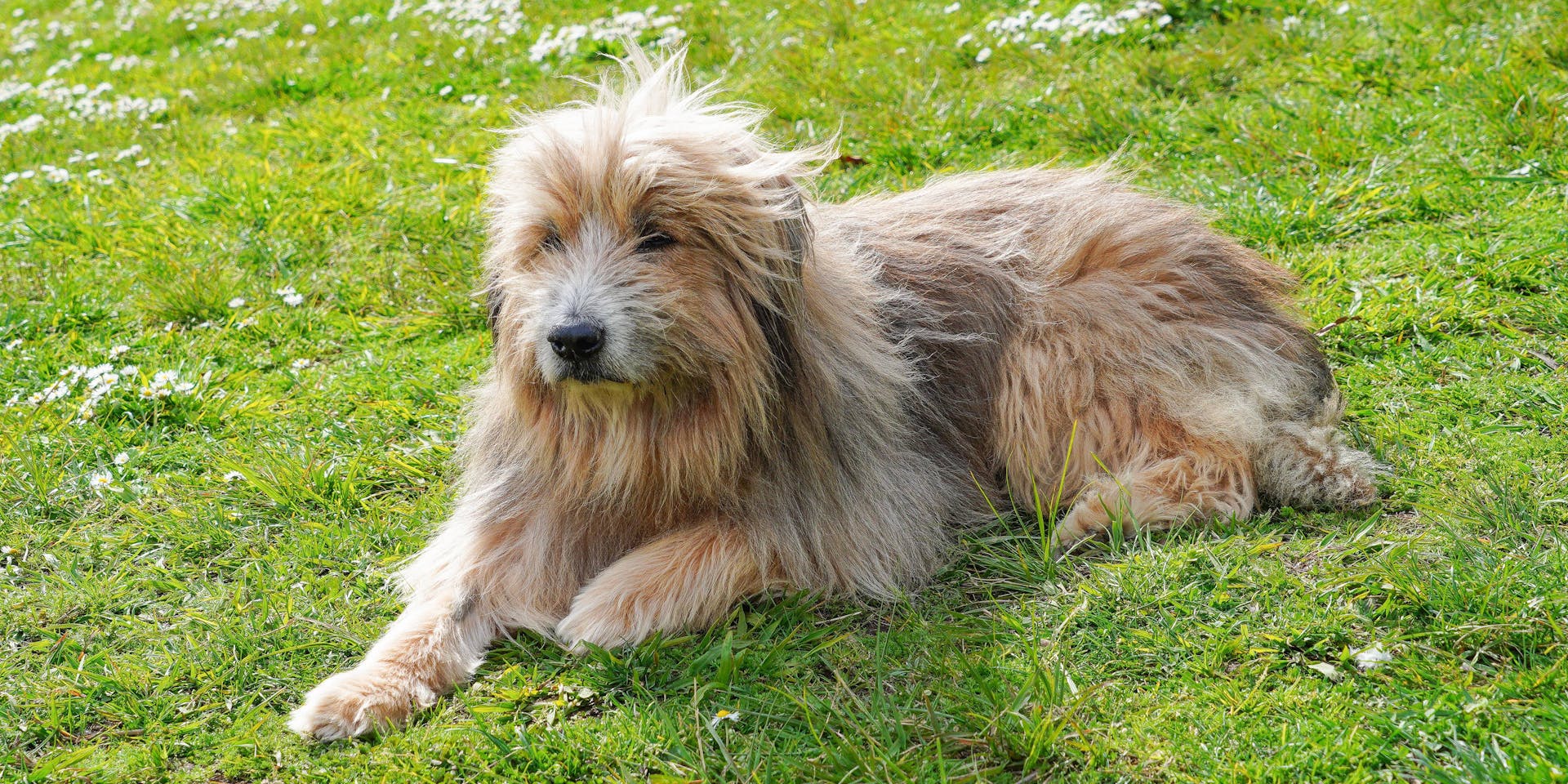 Spanish dog breed sitting on grass.