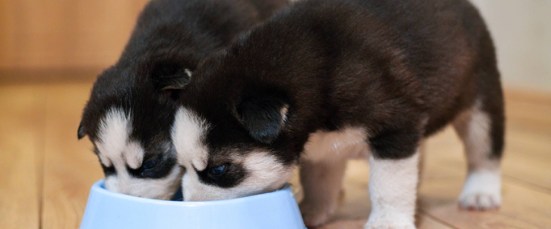 Husky puppies eating from a bowl