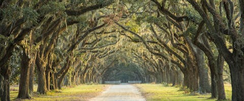 Pet-friendly Savannah GA - oak-lined path