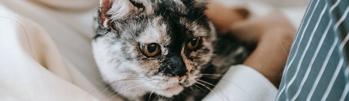 A black and white cat being cuddled