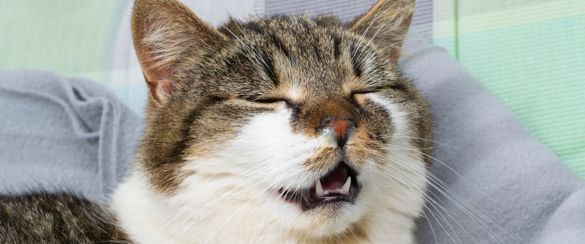 a white and tabby cat sneezing whilst lying on a pillow