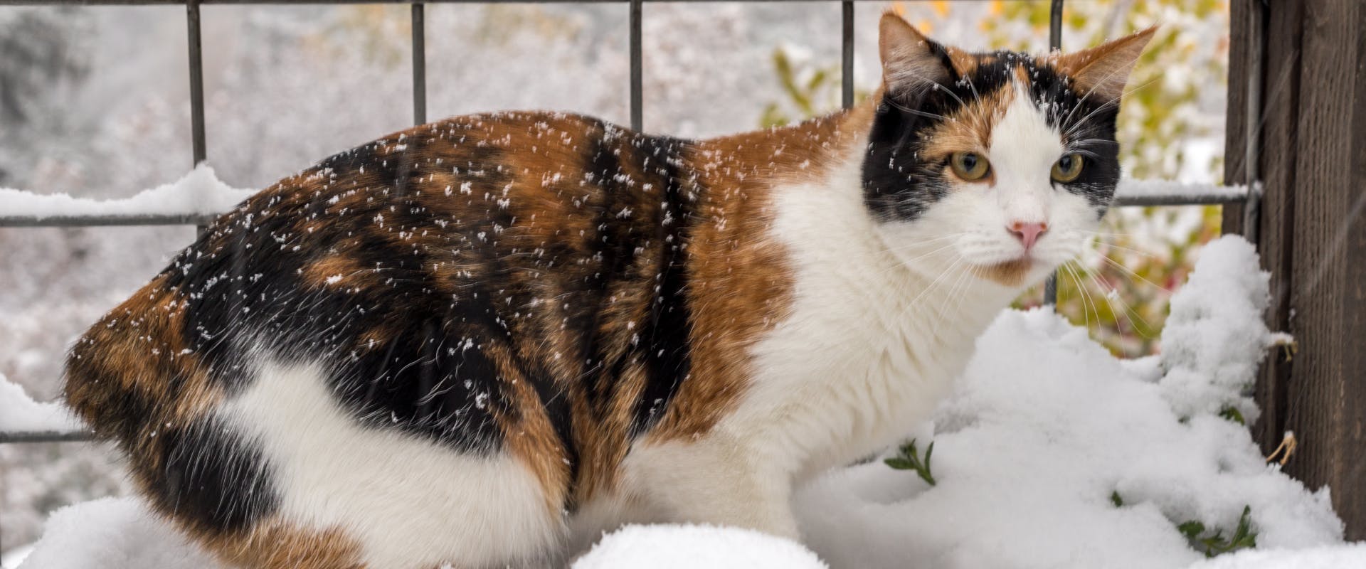 Manx cat with a calico coat in the snow