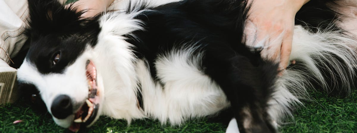 Black and white Border Collie dog laying on the grass, a hand from above coming down to stroke him