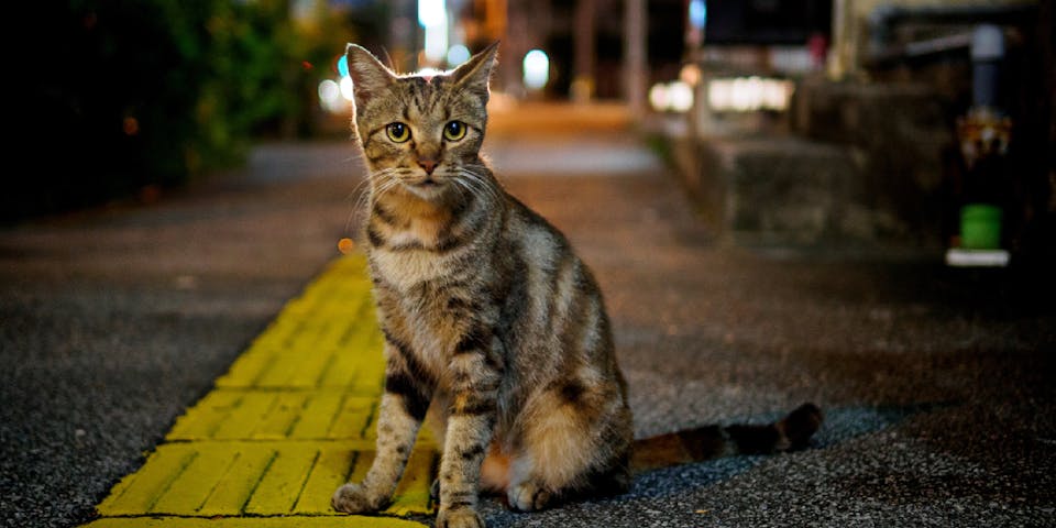 A tabby cat in the city in the dark.