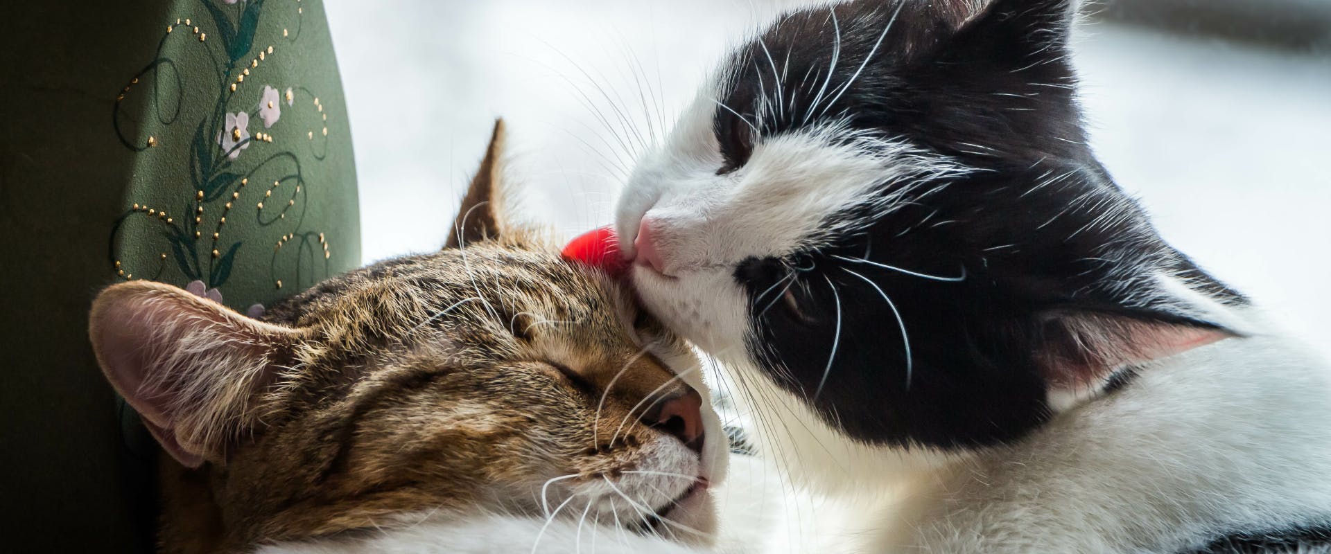 a black and white cat licking a tabby cat on the face