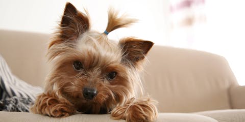 Yorkie lying on a sofa.