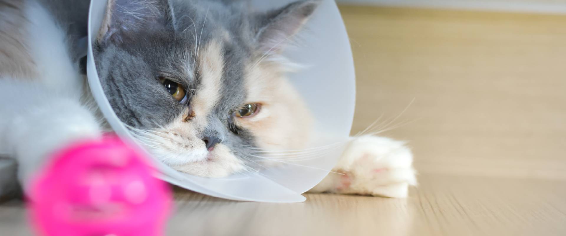 Alternatives To The Cone Of Shame For Cats Online Retailer www