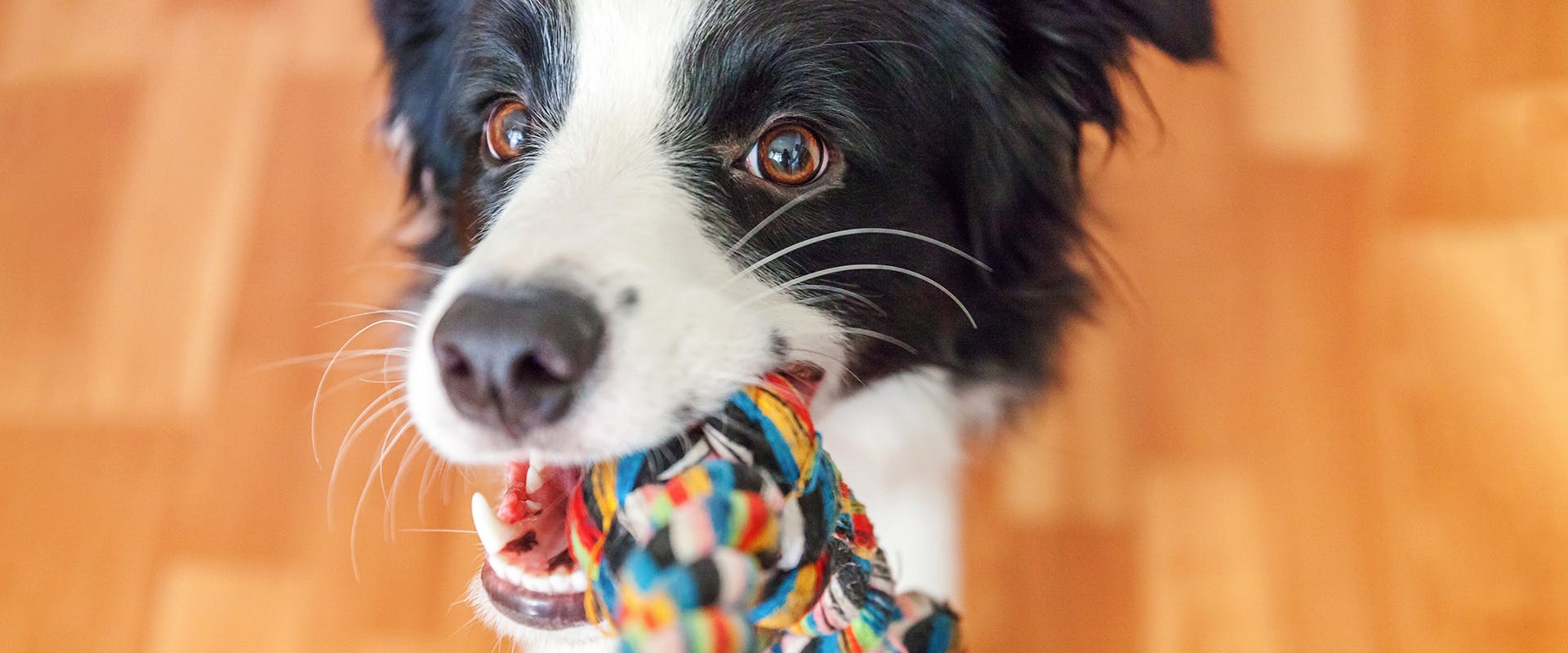 A Collie dog playing with a toy