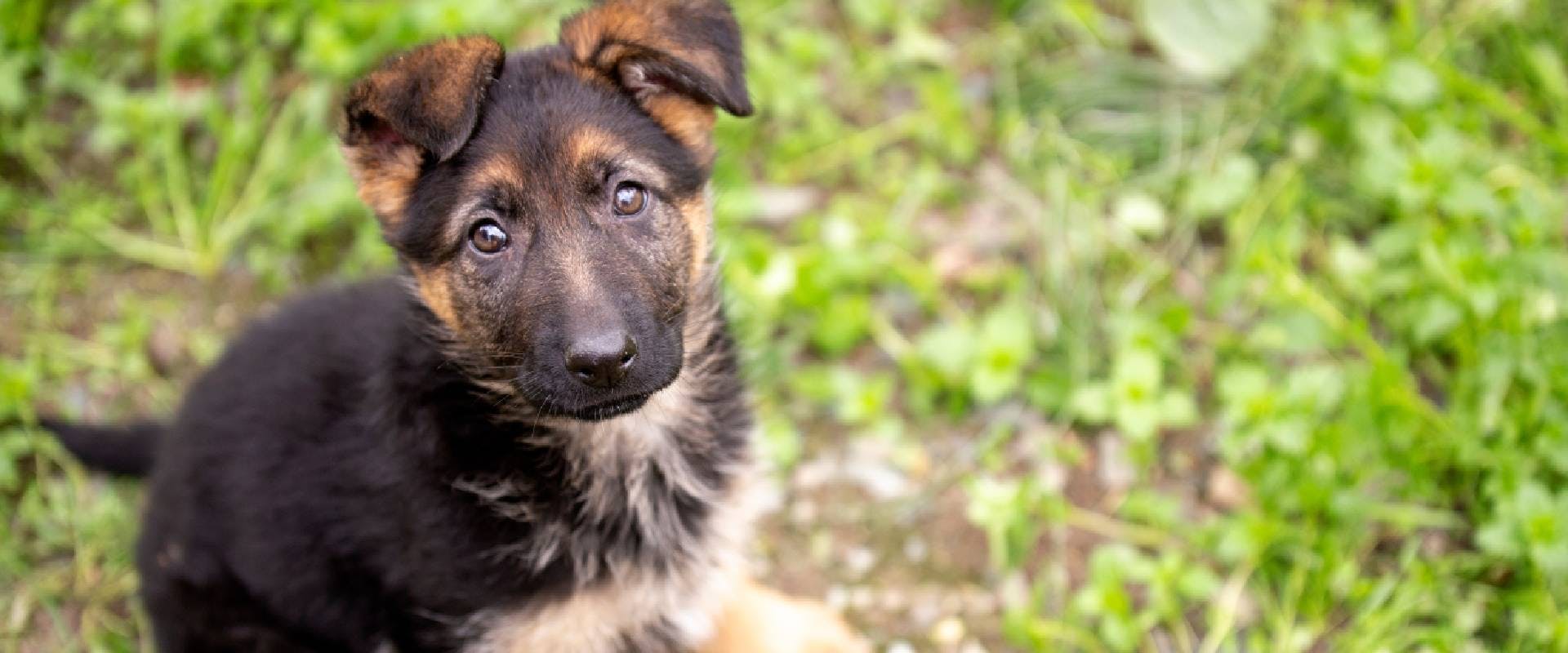 German Shepherd Puppy looking up at the camera