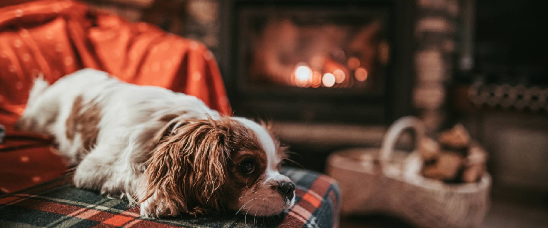 Cavalier King Charles Spaniel laying on the sofa in front of a fire