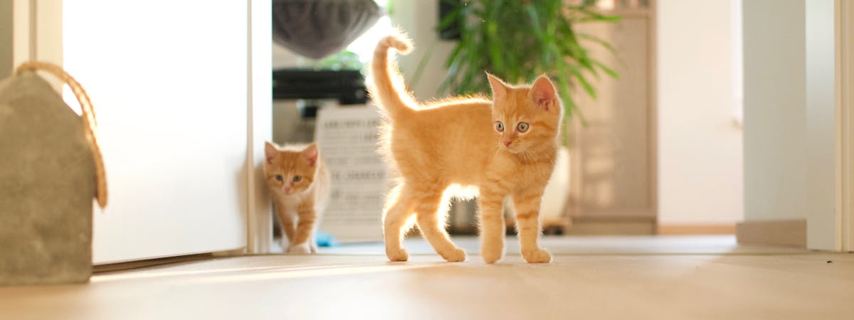Two ginger kittens