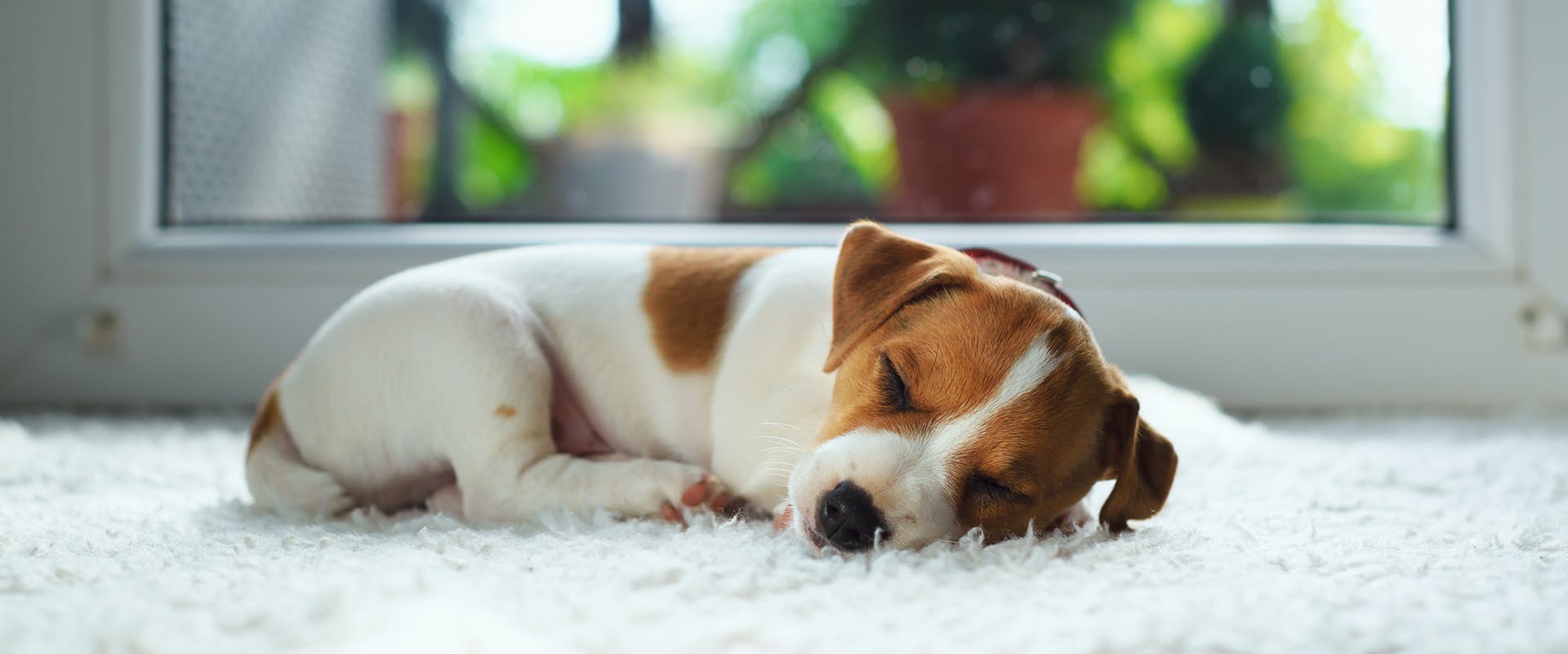 A cute Jack Russell puppy sleeping peacefully on a fluffy white rug