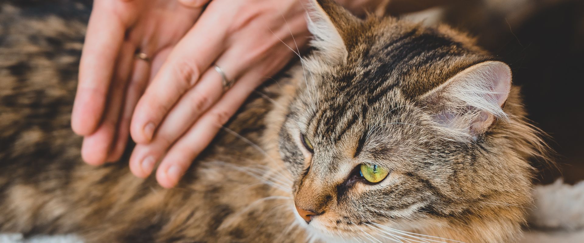Tabby cat having a massage
