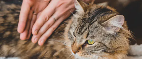 Tabby cat having a massage