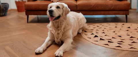 Golden Retriever at home