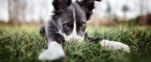 When is a dog not a puppy anymore? A cute black and white puppy sitting outside, with his nose buried into the grass