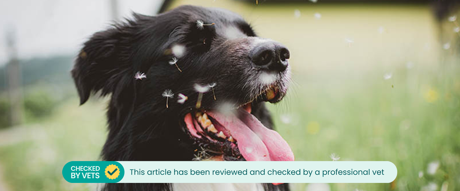 Black Collie in Dandelion