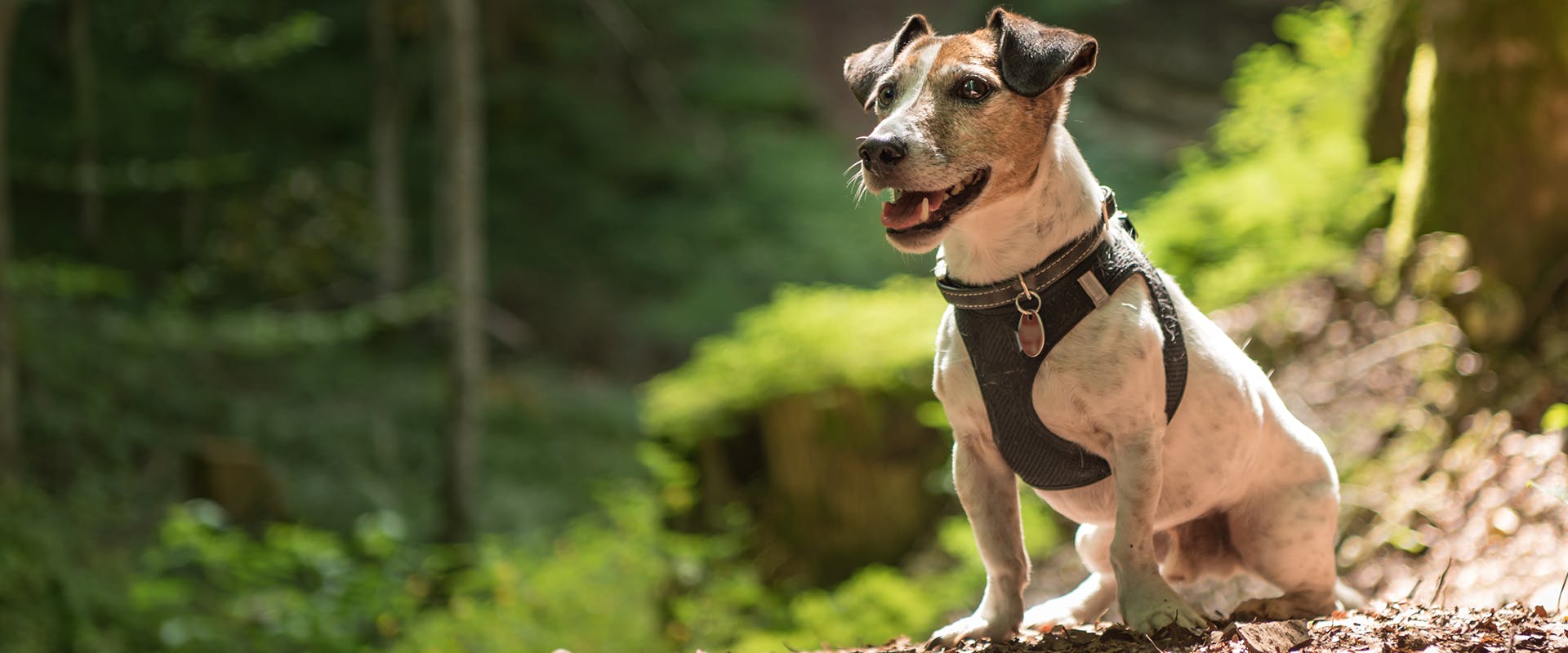 A dog, wearing a harness and an ID tag, standing in the middle of a forest