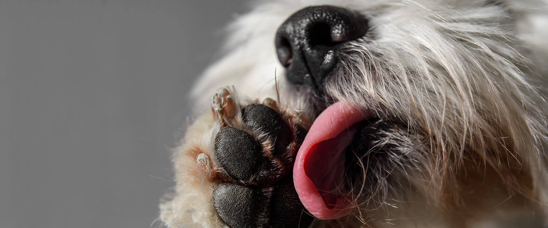 A close up of a dog licking its paw