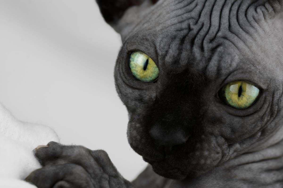 19 Black Cat Breeds | TrustedHousesitters.com