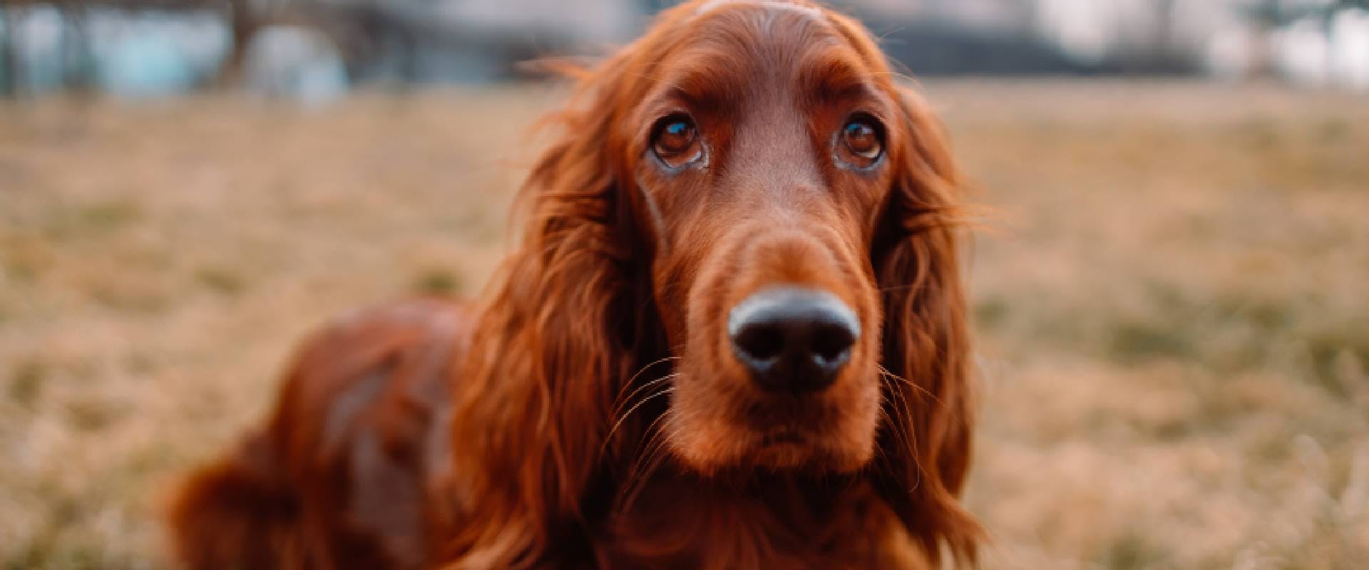 Irish Doodle parent: Red Setter dog looking at the camera