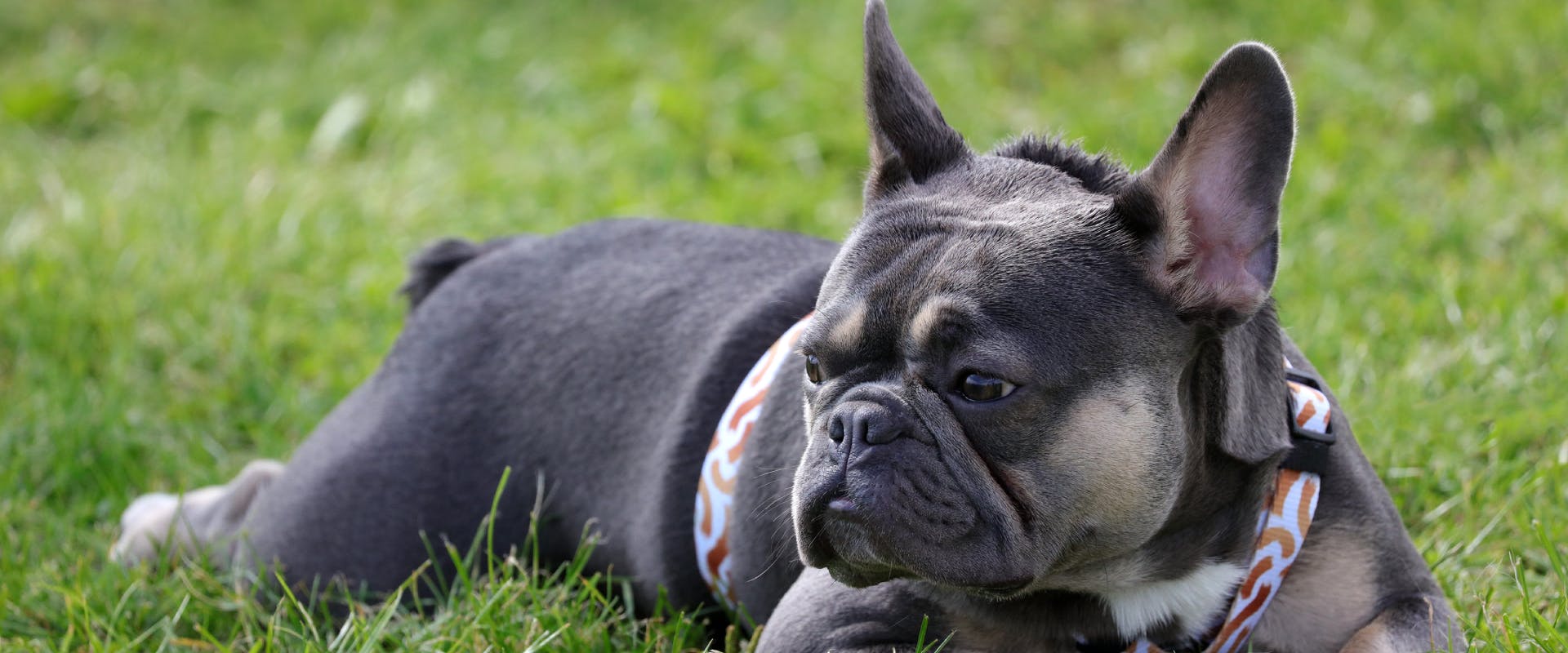 french bulldog lying down in the grass with a harness on